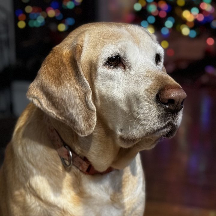 Nola, a senior yellow hound and Lab mix with a white face and long floppy ears, sitting and looking to the side